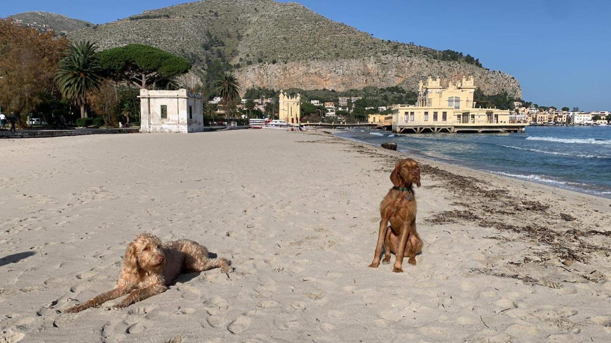Due Cani Apartment Palermo Eksteriør bilde